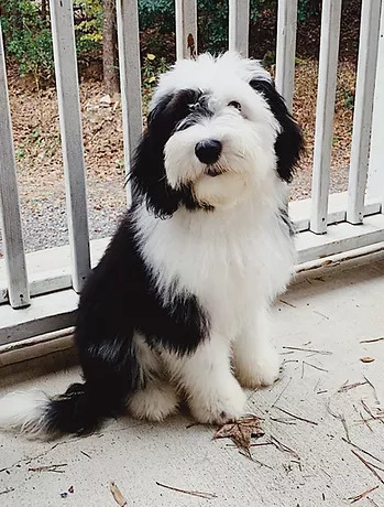 Sheepadoodle Puppies For Sale South Carolina